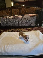 Emma , a female Boston Terrier for sale in Walhalla, SC – 10 of 10