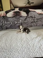 Elsa , a female Boston Terrier for sale in Walhalla, SC – 9 of 10