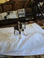 Milo  , a male Boston Terrier for sale in Walhalla, SC – 4 of 8