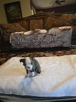 Sophia , a female Boston Terrier for sale in Walhalla, SC – 2 of 10