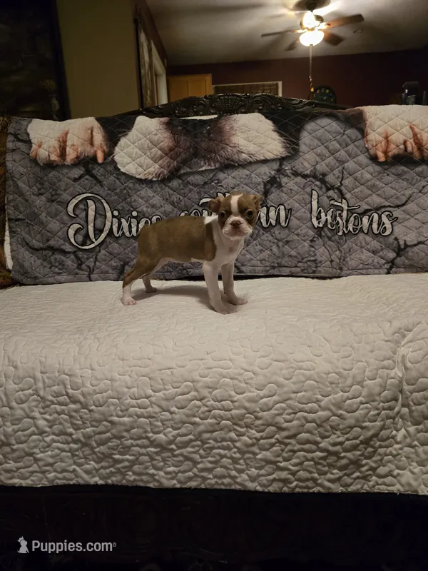 Emma – Boston Terrier puppy for sale in Walhalla, SC