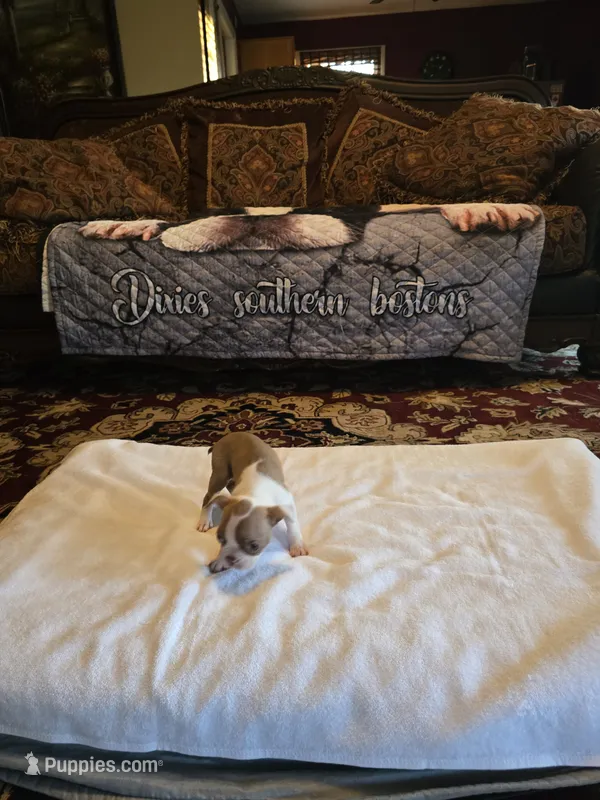 Emma  – Boston Terrier puppy for sale in Walhalla, SC