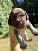 Male, a male German Shorthaired Pointer for sale in Statesville, NC – 4 of 4