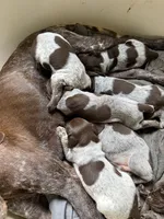 Female, a female German Shorthaired Pointer for sale in Statesville, NC – 4 of 5