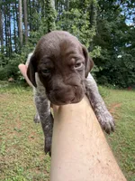Female, a female German Shorthaired Pointer for sale in Statesville, NC – 1 of 5