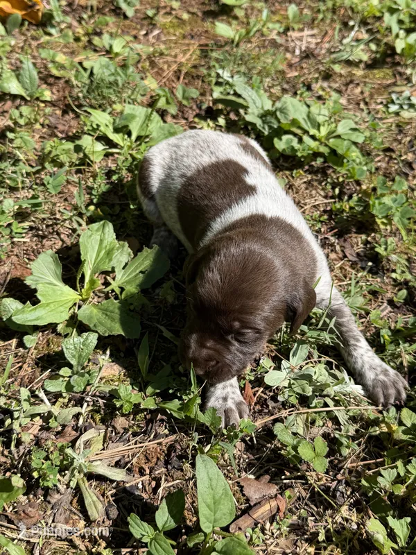 Male – German Shorthaired Pointer puppy for sale in Statesville, NC