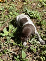 Male, a male German Shorthaired Pointer for sale in Statesville, NC – 1 of 4