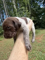 Female, a female German Shorthaired Pointer for sale in Statesville, NC – 3 of 5