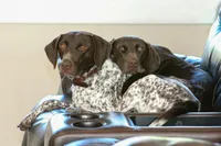 Female, a female German Shorthaired Pointer for sale in Statesville, NC – 5 of 5
