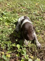 Female, a female German Shorthaired Pointer for sale in Statesville, NC – 2 of 5