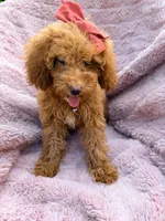 Rosie, a female Poodle - Miniature  for sale in Oakland Gardens, NY – 5 of 5