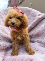 Rosie, a female Poodle - Miniature  for sale in Oakland Gardens, NY – 4 of 5