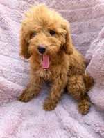 Rosie, a female Poodle - Miniature  for sale in Oakland Gardens, NY – 3 of 5