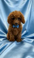 Archie, a male Poodle - Miniature  for sale in Oakland Gardens, NY – 4 of 6