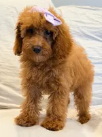 Millie, a female Poodle - Miniature  for sale in Oakland Gardens, NY – 4 of 5