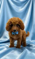 Archie, a male Poodle - Miniature  for sale in Oakland Gardens, NY – 5 of 6