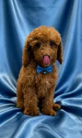 Archie, a male Poodle - Miniature  for sale in Oakland Gardens, NY – 2 of 6