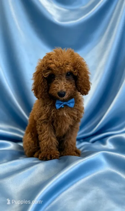 Archie – Poodle - Miniature  puppy for sale in Oakland Gardens, NY