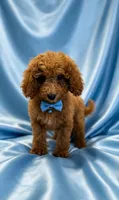 Archie, a male Poodle - Miniature  for sale in Oakland Gardens, NY – 6 of 6