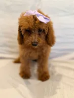 Millie, a female Poodle - Miniature  for sale in Oakland Gardens, NY – 2 of 5