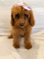 Millie, a female Poodle - Miniature  for sale in Oakland Gardens, NY – 3 of 5