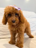 Millie, a female Poodle - Miniature  for sale in Oakland Gardens, NY – 5 of 5