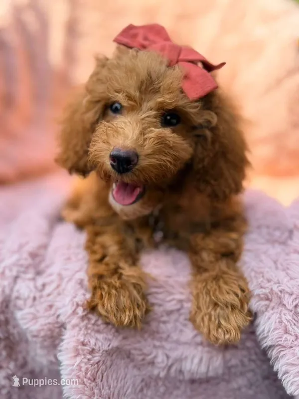 Rosie – Poodle - Miniature  puppy for sale in Oakland Gardens, NY