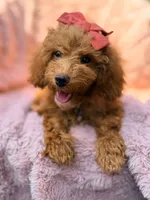 Rosie, a female Poodle - Miniature  for sale in Oakland Gardens, NY – 1 of 5