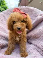 Rosie, a female Poodle - Miniature  for sale in Oakland Gardens, NY – 2 of 5
