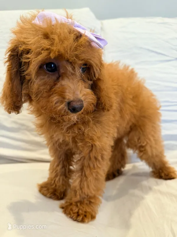 Millie – Poodle - Miniature  puppy for sale in Oakland Gardens, NY