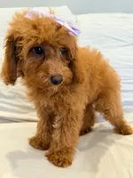 Millie, a female Poodle - Miniature  for sale in Oakland Gardens, NY – 1 of 5
