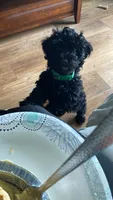Wiggles, a male Poodle - Miniature  for sale in LaBelle, FL – 2 of 5
