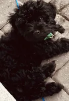 Wiggles, a male Poodle - Miniature  for sale in LaBelle, FL – 1 of 5