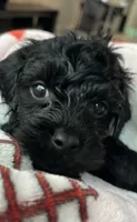 Wiggles, a male Poodle - Miniature  for sale in LaBelle, FL – 4 of 5