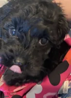 Wiggles, a male Poodle - Miniature  for sale in LaBelle, FL – 3 of 5
