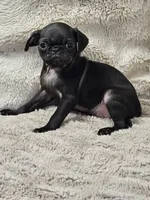 Lilly , a female Pug for sale in Gladstone, VA – Photo 4 of 7