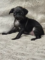 Lilly , a female Pug for sale in Gladstone, VA – Photo 5 of 7