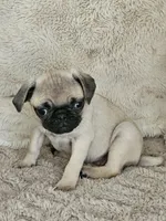 Lacey, a female Pug for sale in Gladstone, VA – Photo 8 of 9