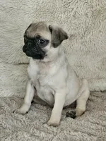 Lacey, a female Pug for sale in Gladstone, VA – Photo 7 of 9
