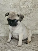 Lacey, a female Pug for sale in Gladstone, VA – Photo 4 of 9