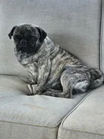 Lacey, a female Pug for sale in Gladstone, VA – Photo 9 of 9