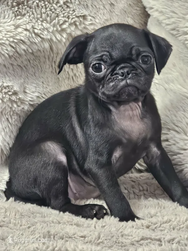 Lilly  – Pug puppy for sale in Gladstone, VA