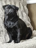 Lilly , a female Pug for sale in Gladstone, VA – Photo 6 of 7