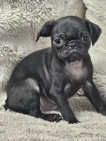 Lilly , a female Pug for sale in Gladstone, VA – Photo 3 of 7