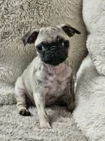 Lola, a female Pug for sale in Gladstone, VA – Photo 2 of 5