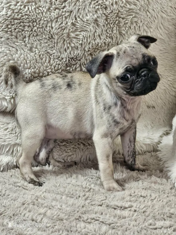 Lola – Pug puppy for sale in Gladstone, VA