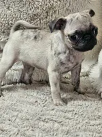 Lola, a female Pug for sale in Gladstone, VA – Photo 3 of 5