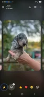 Mattie, a female Miniature Dachshund for sale in Neosho, MO – 2 of 3