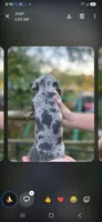 Mattie, a female Miniature Dachshund for sale in Neosho, MO – 3 of 3