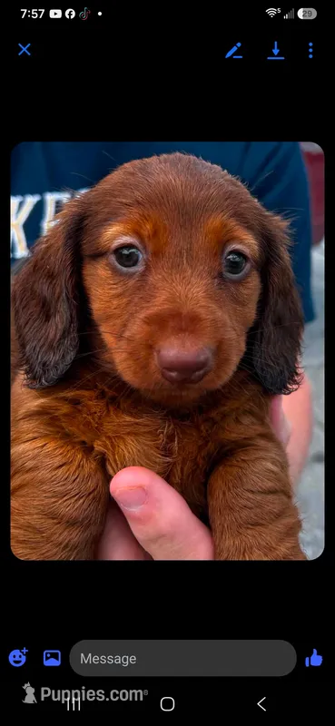 Loretta  – Miniature Dachshund puppy for sale in Neosho, MO